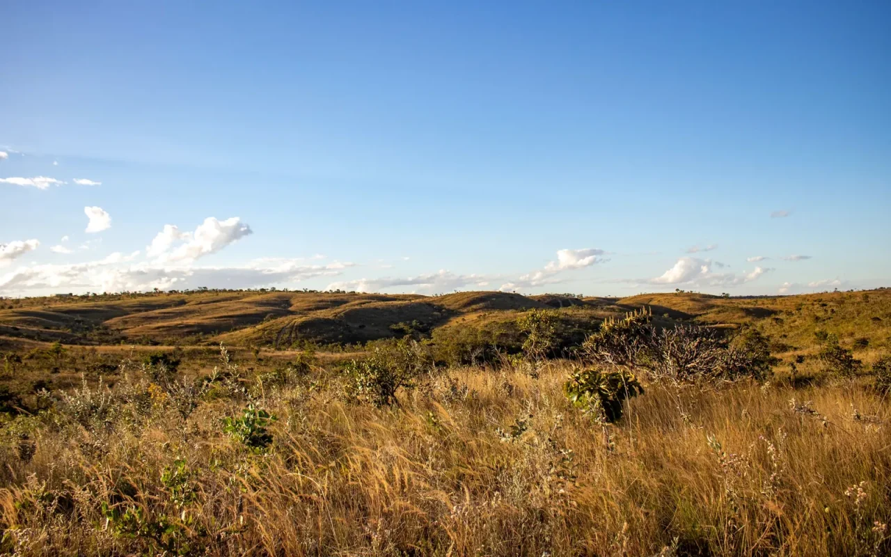 Campo de cerrado com capim dourado e céu aberto