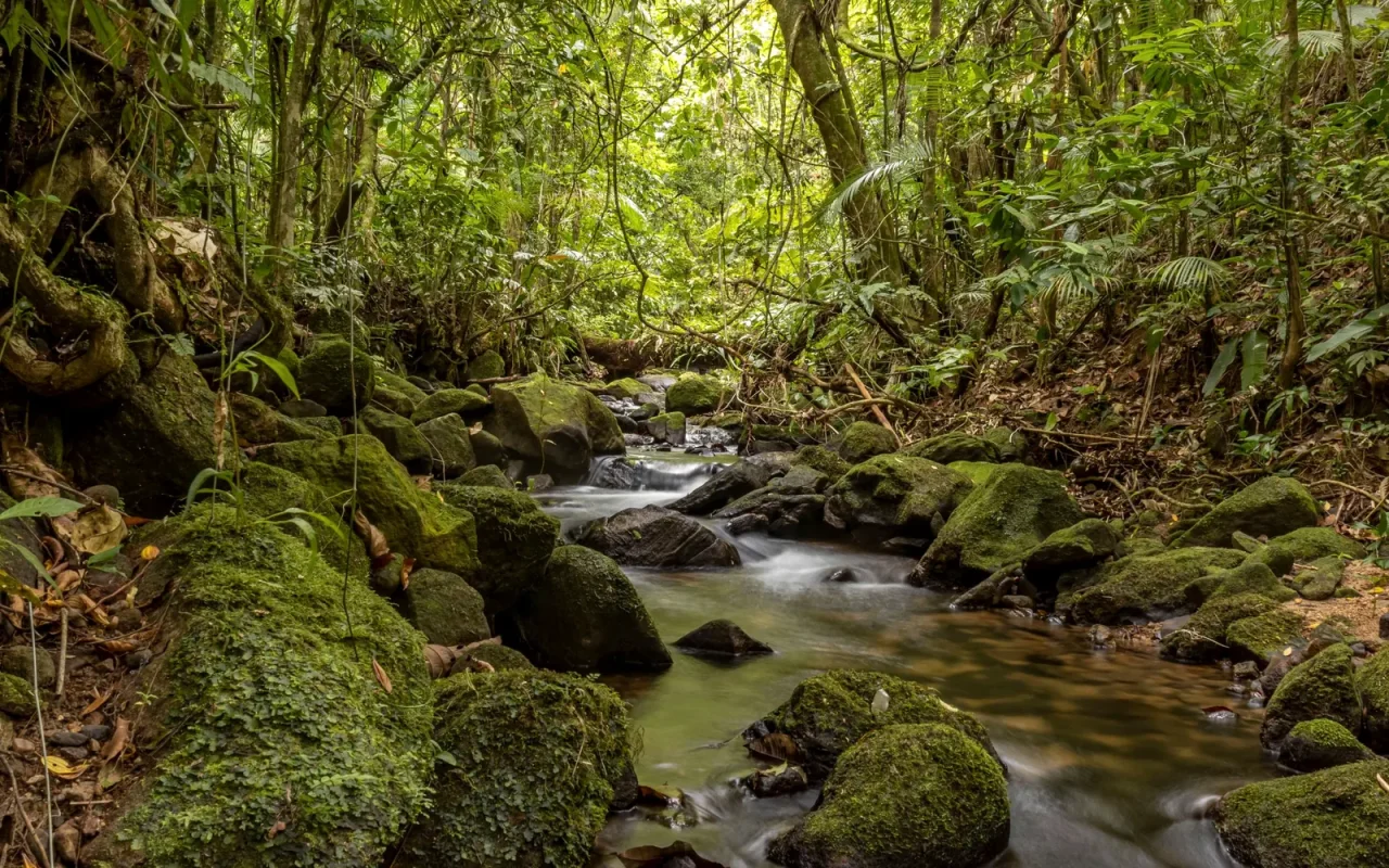 Riacho entre pedras cobertas de musgo na mata