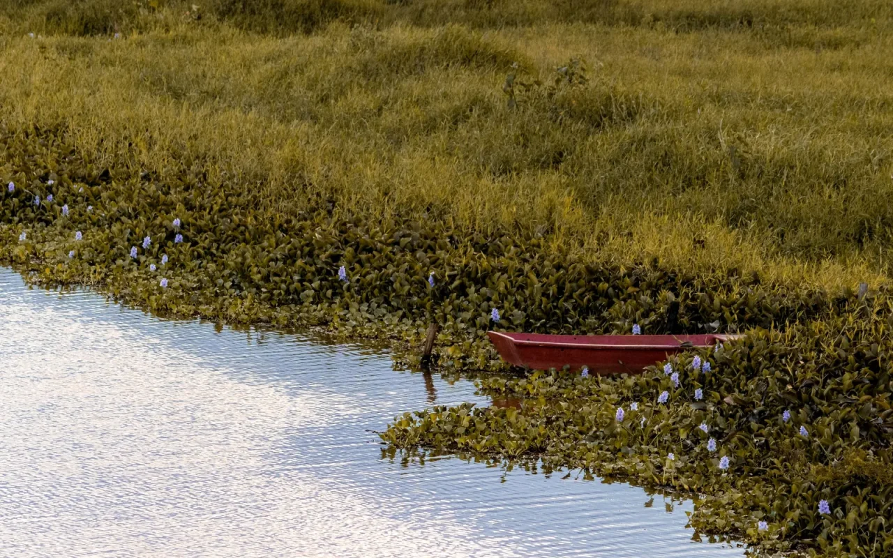 Área alagada do Pantanal com capim e um barco vermelho na margem